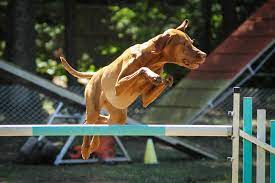 Vizsla Pitbull Mix