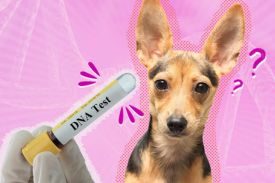 Dog DNA Test