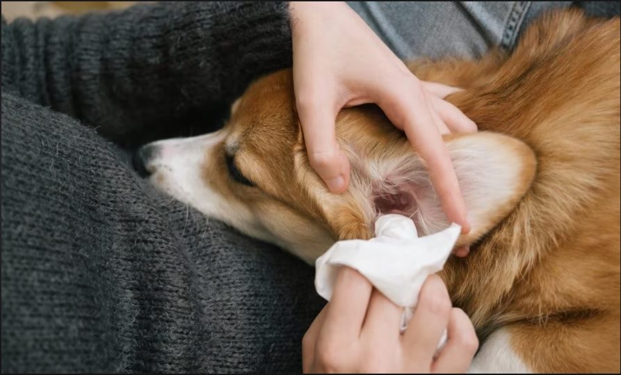dog ear care