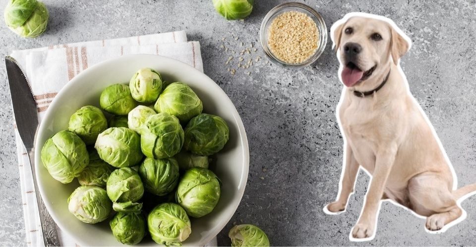 Can Dogs Eat Brussels Sprouts? Is the Risk Worh it?