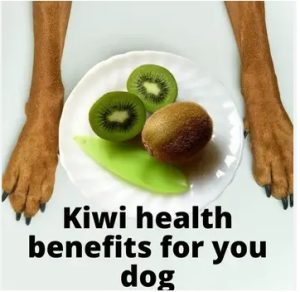 dogs eat kiwi , kiwi for dogs , kiwi benefits for dogs , kiwi risks for dogs , how to feed kiwi to dogs , dogs