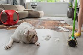 Broom For Dog Hair