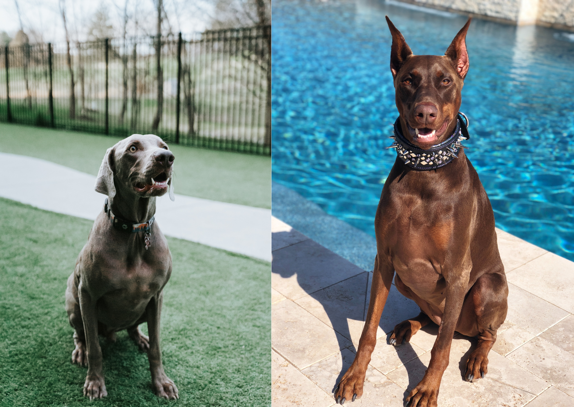 Weimaraner Doberman Mix