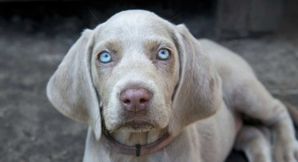 Overweight Weimaraner