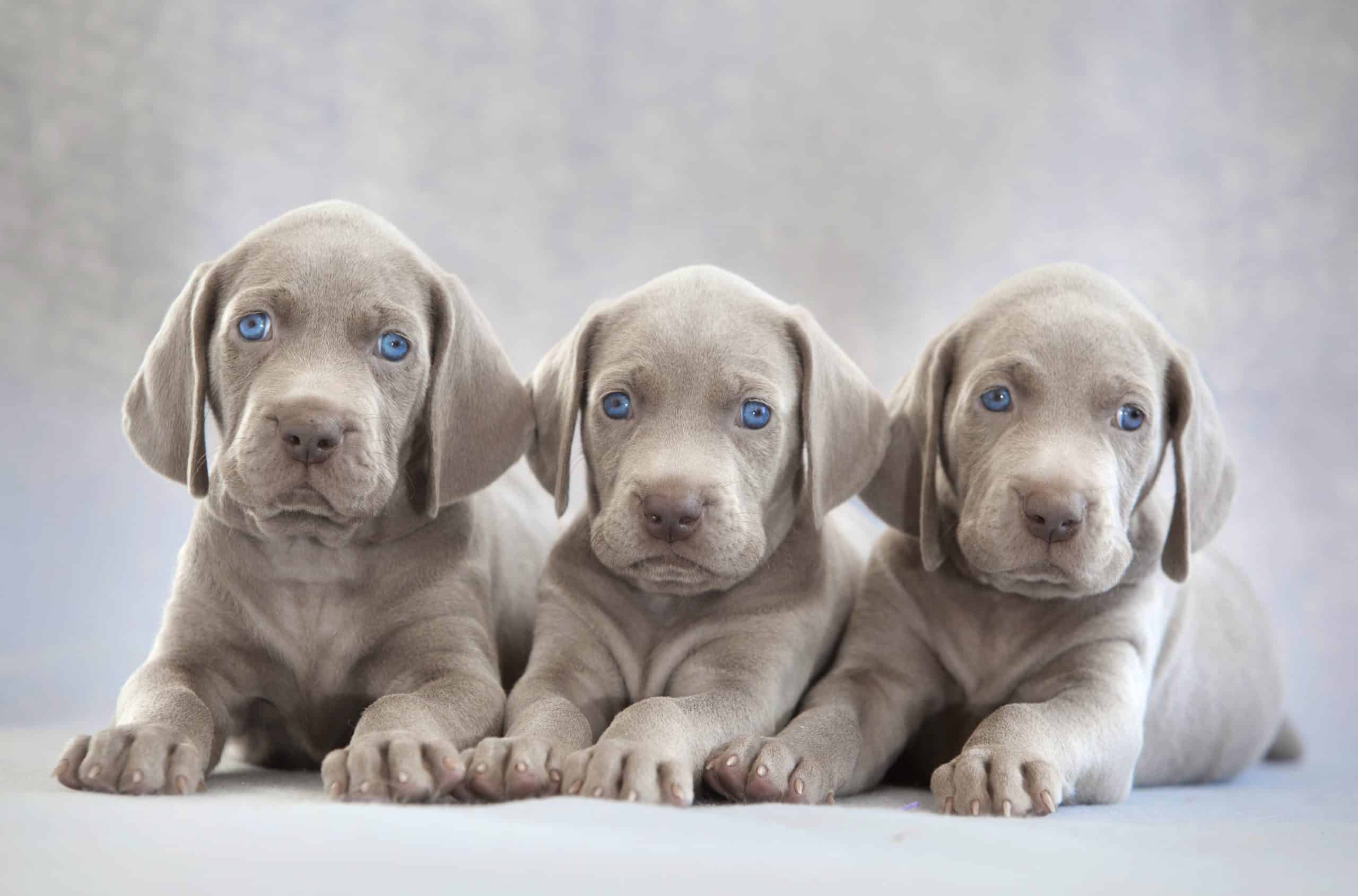 Weimaraners