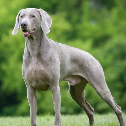 Weimaraners