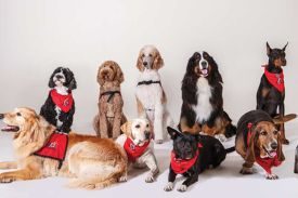Therapy Dogs