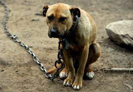 Mexican Dog Fighting