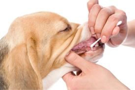 Dog DNA Test
