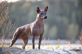 Mexican Dog Breeds