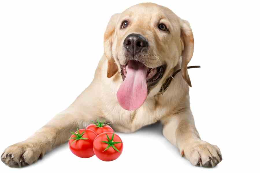 Can Dogs Eat Tomatoes
