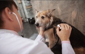 SPCA Buffalo