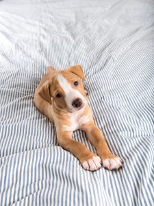 human dog