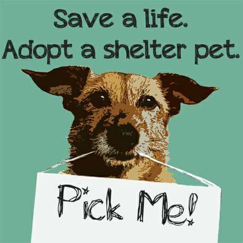 Abington Spca