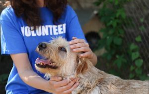 SPCA Buffalo