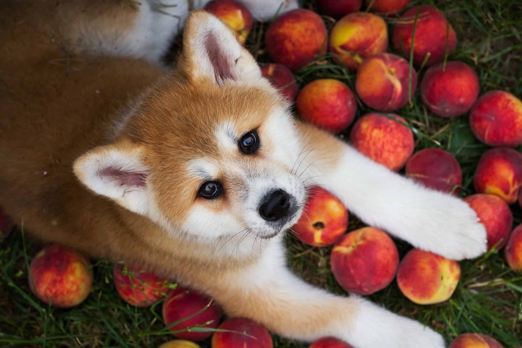 Can Dogs Eat Peaches
