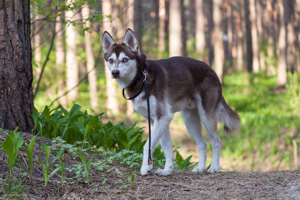 Alaskan Klee Kai on the woods