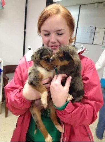 animal samaritans spca