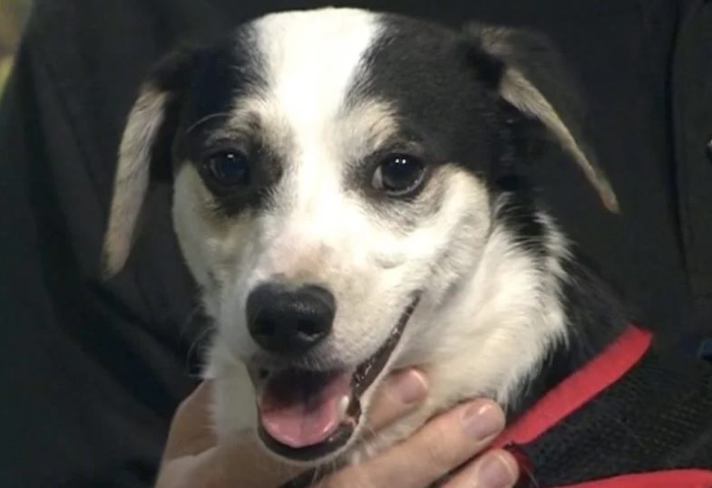animal samaritans spca
