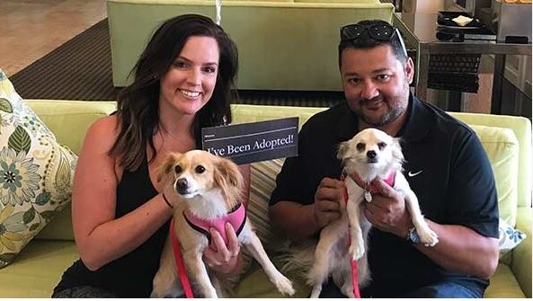 animal samaritans spca