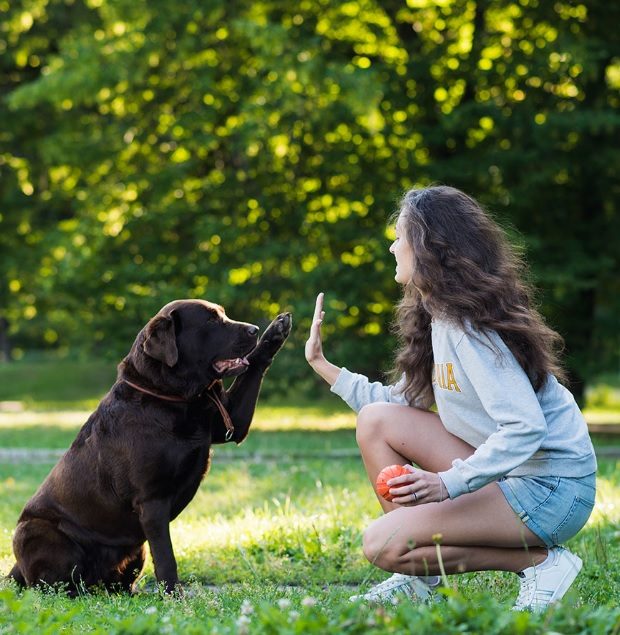 animal samaritans spca