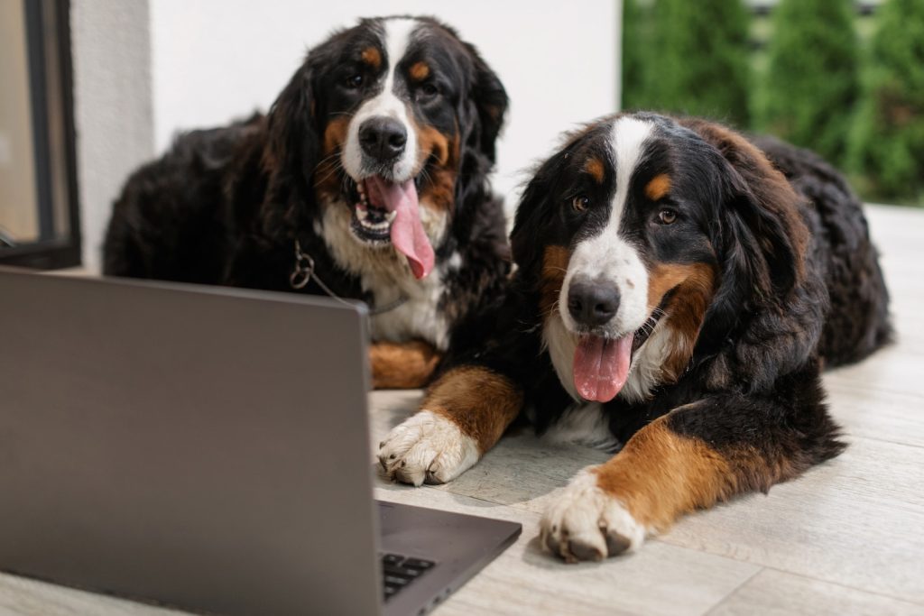 Aussie Bernese Lying Beside the Gray Laptop