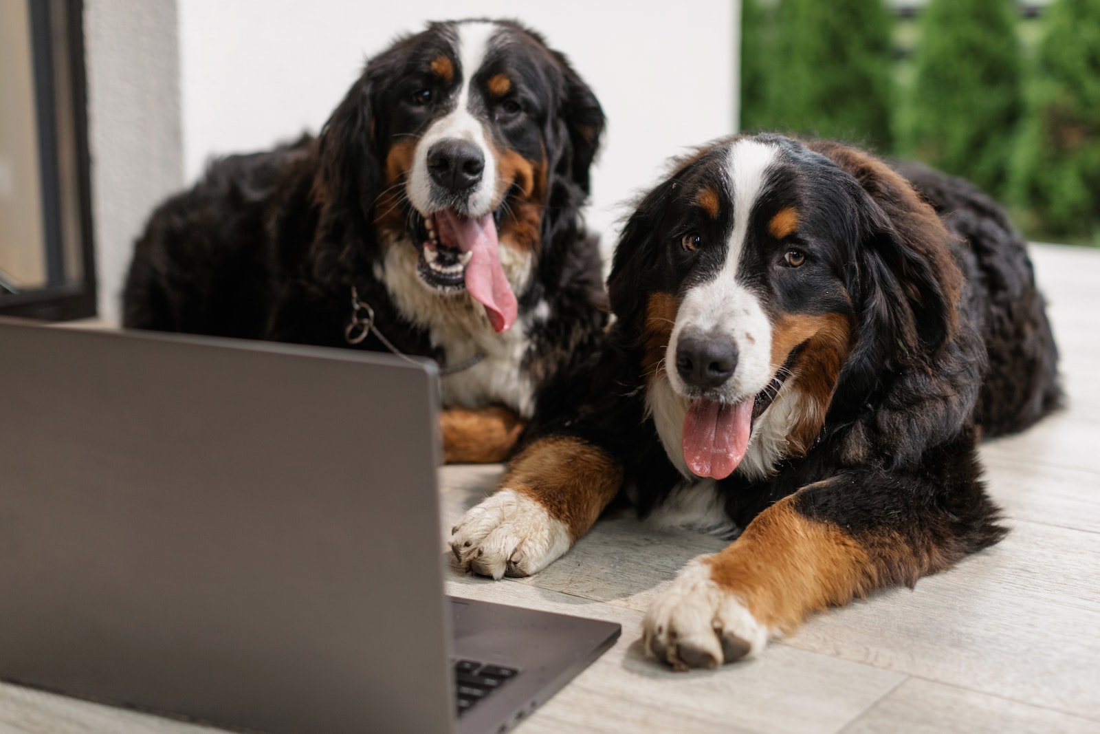 Aussie Bernese Lying Beside the Gray Laptop