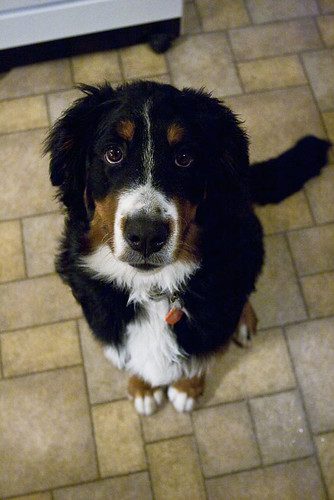 Aussie Bernese looking at its fur parent