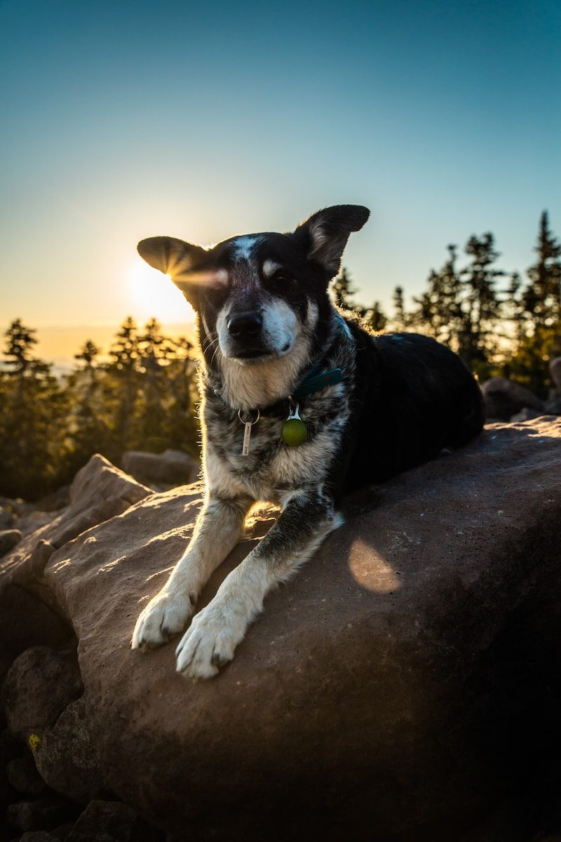 Aussie Bernese dog sitting on grey boulder