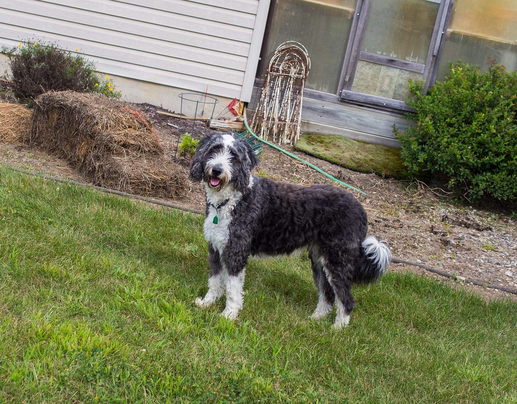 Aussiedoodles