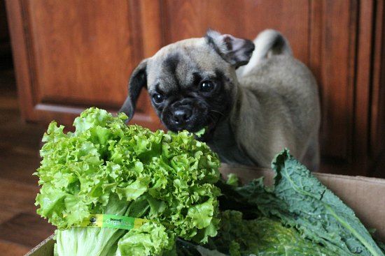 Can Dogs Eat Lettuce