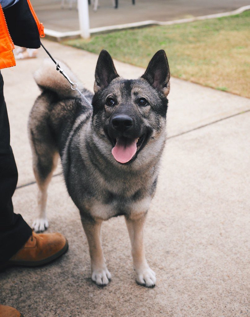 a man holding a Norwegian Elkhound