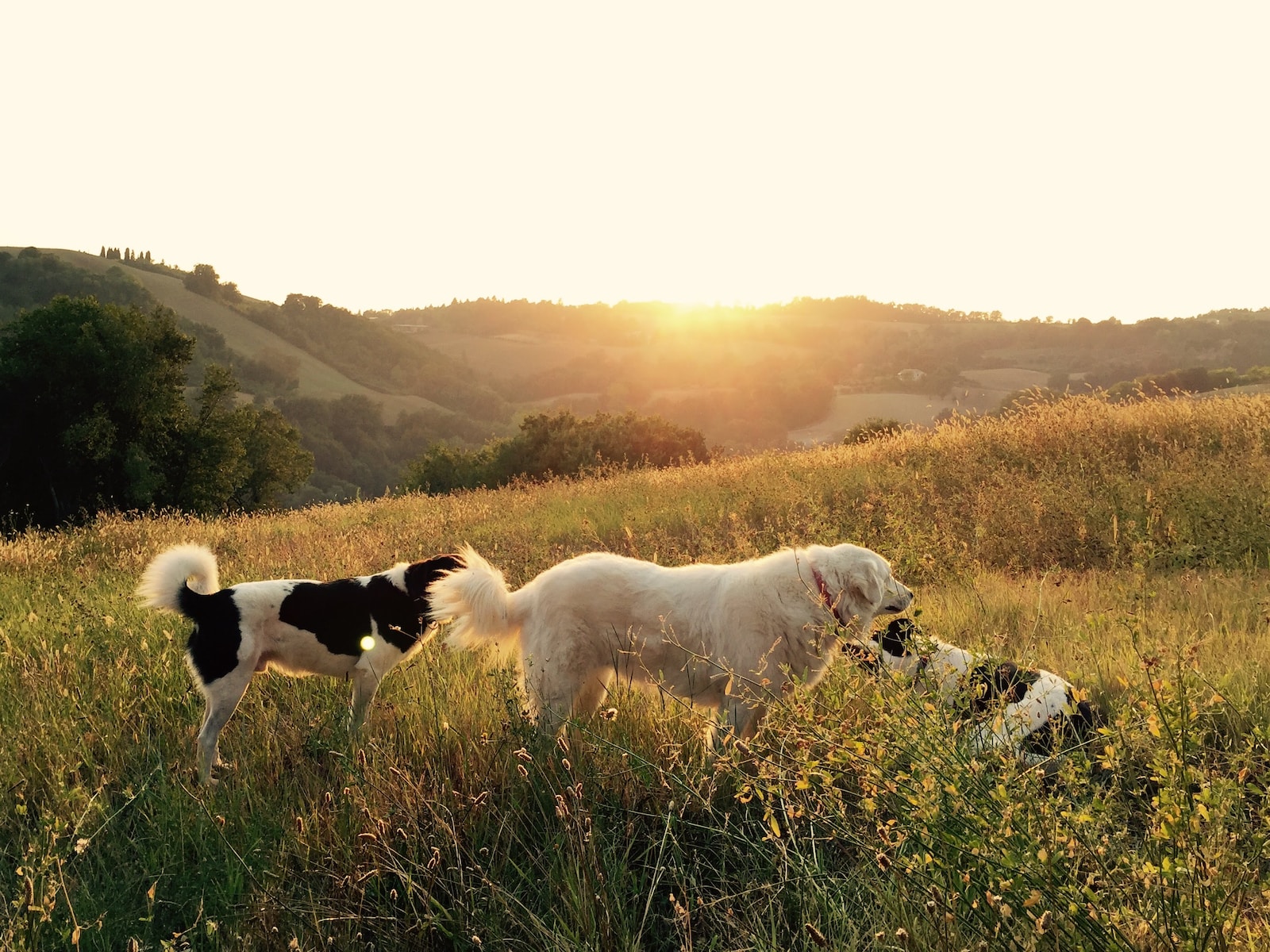 chester county spca