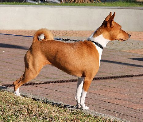 Basenji Hound