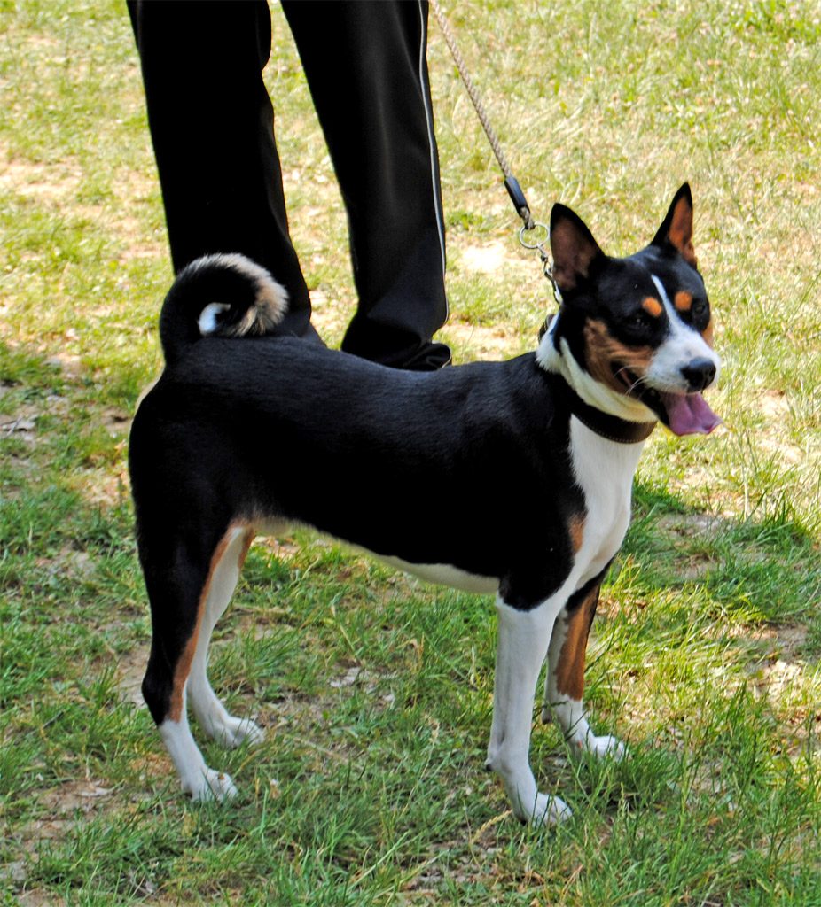 black Basenji Hound