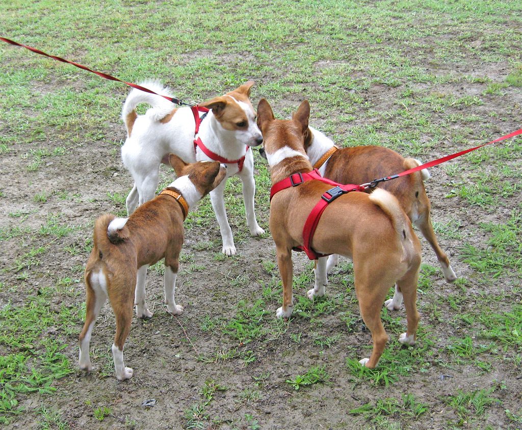 25 maggio 2008 Pontecurone (AL) Incontro Basenji Hound in Italia