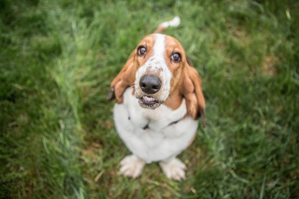 basset hound on grassland