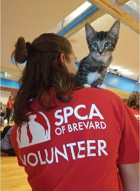 SPCA Brevard