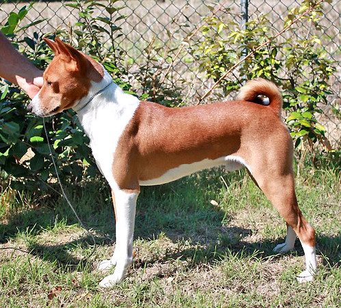 black Basenji Hound Aramis