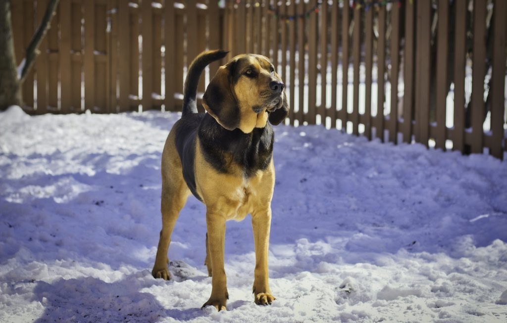 A Bloodhound Standing on a Snow Covered Ground