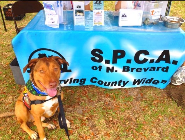 SPCA Brevard