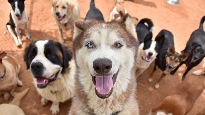 East Bay SPCA