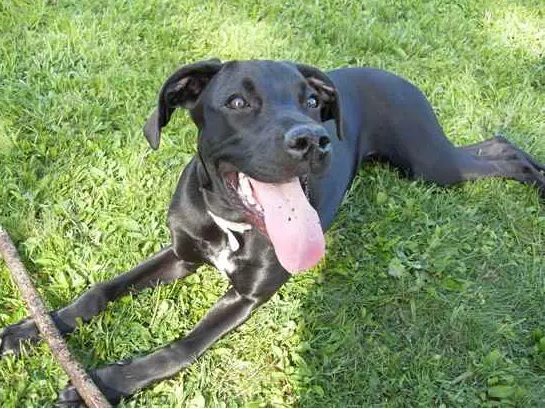 boweimar a weimaraner and boxer mix