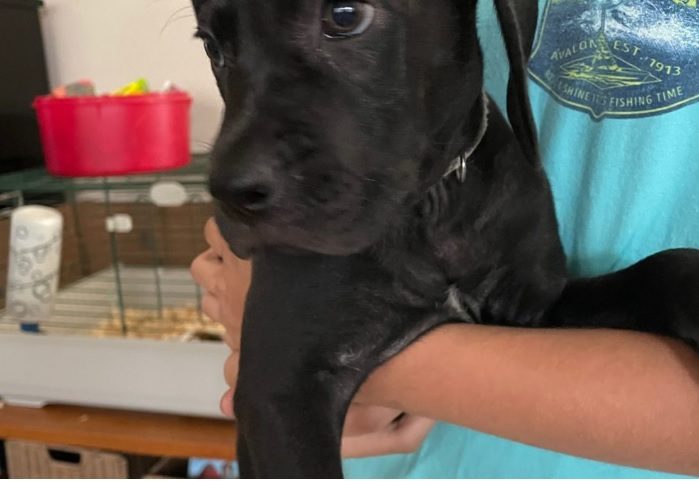 boweimar a weimaraner and boxer mix