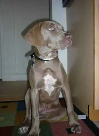 boweimar a weimaraner and boxer mix