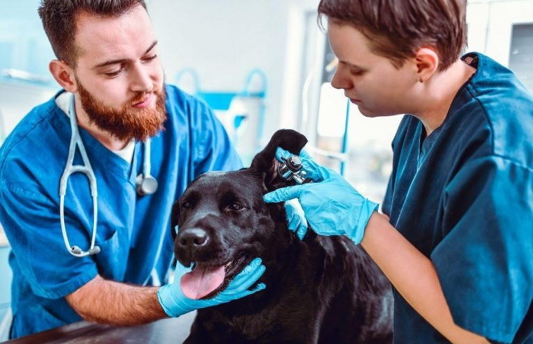  Dog Breeds For Owners
