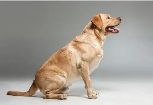 Dog Breeds For Owners