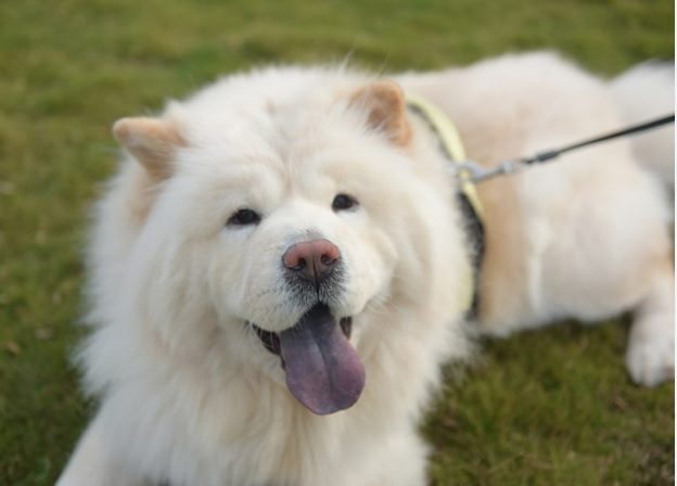 Dog Breeds For Owners