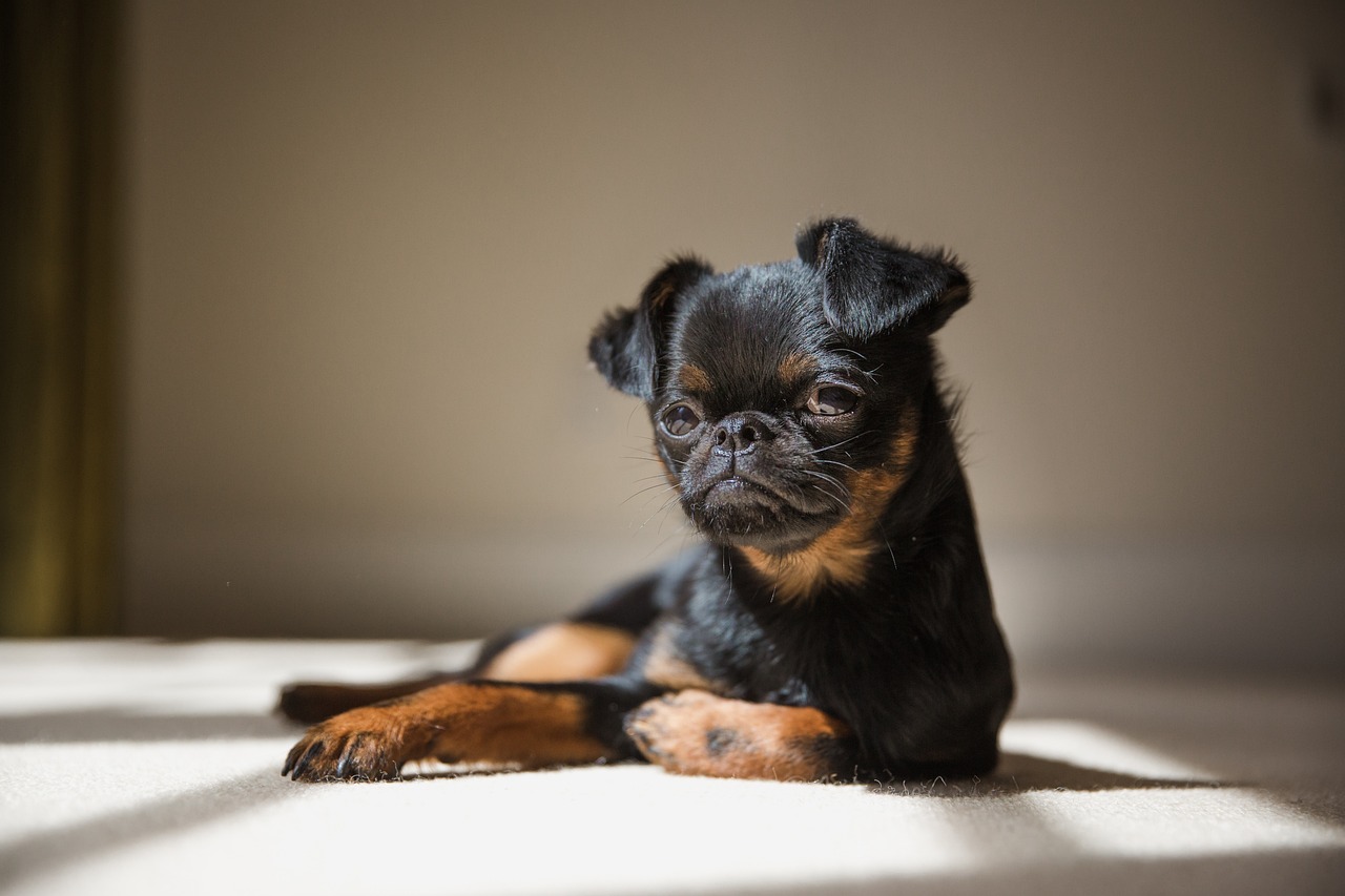 dog, puppy, brussels griffon