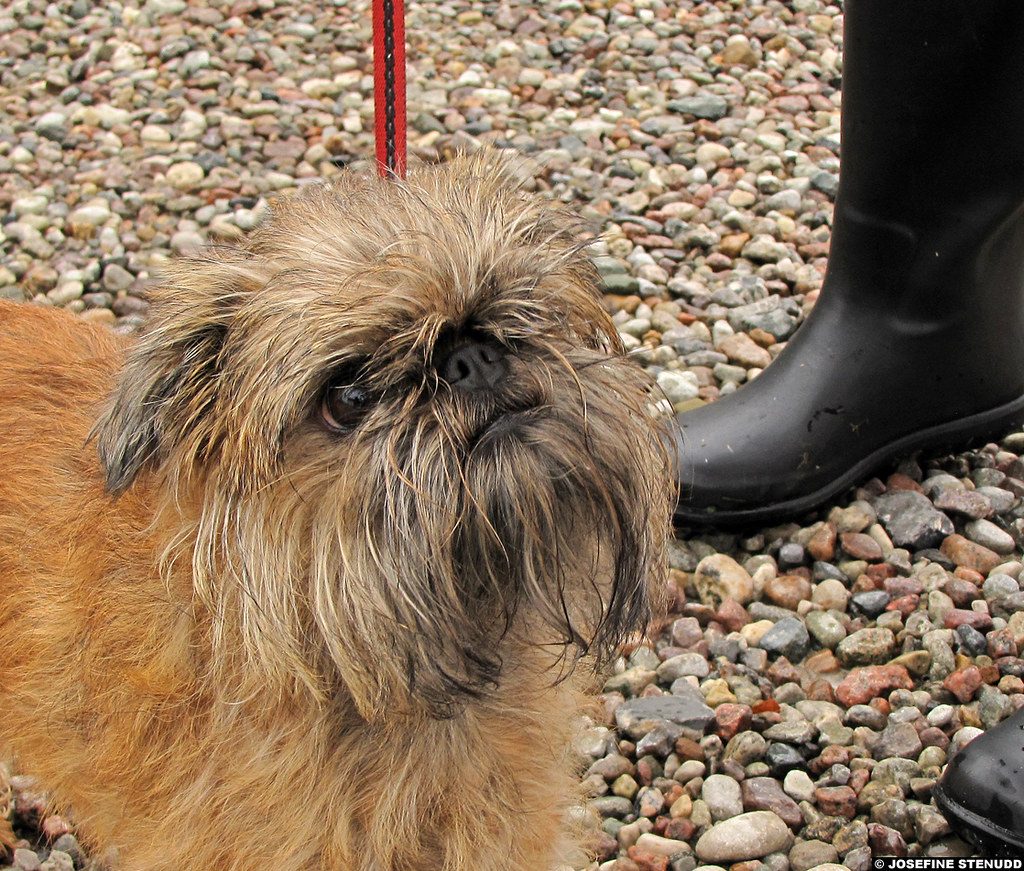 Brussels griffon in Smygehuk, Sweden